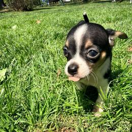 Sinatra AKC (teacup) runt - Black and tan male Chihuahua puppy in Seneca, Missouri from Stephanie’s Puppy Colony