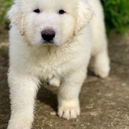 OFA health tested Green Boy - White Great Pyrenees puppy in Red Bluff, California from River's Bend Walnut Orchard