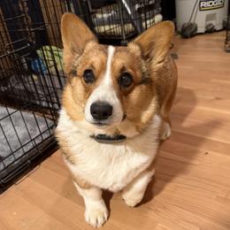 HATTIE - Pembroke Welsh Corgi