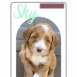 Goldendoodle Puppies from Paddington Doodles