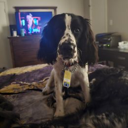 Paige - Black and white English Springer Spaniel puppy in Crockett, Texas from Obsidian Rose