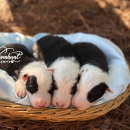 Zorro - Black and white male Border Collie puppy in Nashville, Arkansas from Whisenhunt Farms