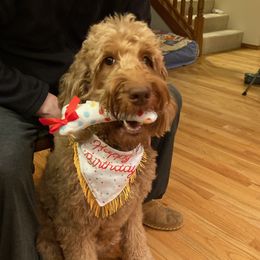Emme - Goldendoodle