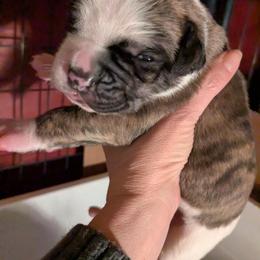 Girl 2 - White and brindle female American Bulldog puppy in La Porte, Indiana from Slayton's American Bulldogs