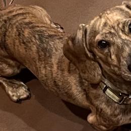 Beau - Dachshund