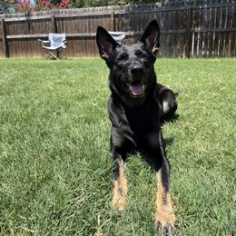 German Shepherd All Grown Up from Vom Eisengeist German Shepherds