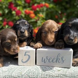 Dachshund puppies from Renberg's Elite Dachshunds