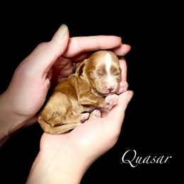 Girl 3 - Ruby female Cavalier King Charles Spaniel puppy in Spokane, Washington from Treasured Cavaliers of the Pacific Northwest