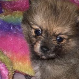 Pomeranians from Sparkle Poms