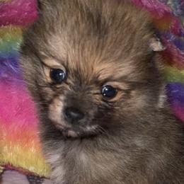Pomeranians from Sparkle Poms