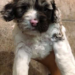 Cockapoo Puppies from Oodles of Doodles and Love