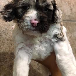 Cockapoo Puppies from Oodles of Doodles and Love