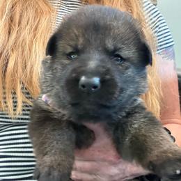 Lavender collar - Sable female German Shepherd puppy in Canterbury, Connecticut from Nachtwaechter German Shepherds, LLC