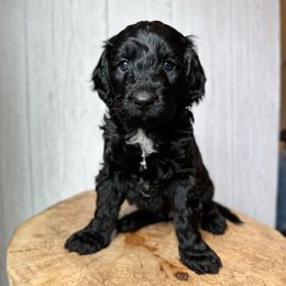 Ravioli - Black and white male Assorted Doodle Crosses puppy in Arlington, Washington from Doodle Love Laugh
