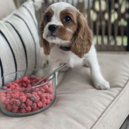 Cavalier King Charles Spaniel Puppies from Colorful Cavaliers