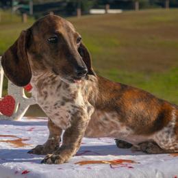 Beetee - Piebald male Dachshund puppy in Temecula, California from Naomi Magee's Dachshund Kennel