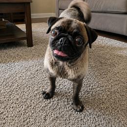 Priscilla - Black female Pug puppy in Blountsville, Alabama from Rock Springs Pugs