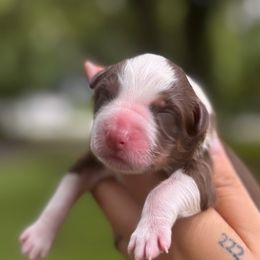 Maple - Red tri-color female Australian Shepherd puppy in Orlando, Florida from Skaky Shepherds