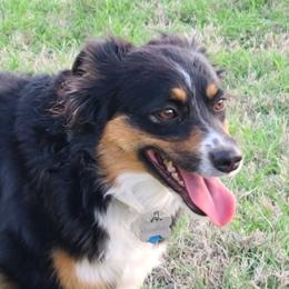 Snowflake - Miniature Australian Shepherd