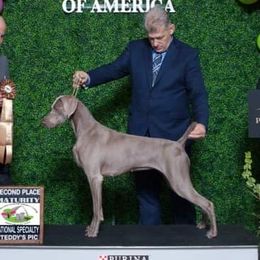 Juliet - Weimaraner