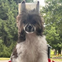 Striker - Black and tan male Chinese Crested puppy in New Haven, West Virginia from EverCrest