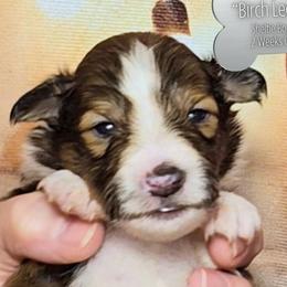 Birch Leaf - Sable and white male Shetland Sheepdog puppy in Elberton, Georgia from Ioney's Southern Paws Shelties, Frenchies, and Yorkies
