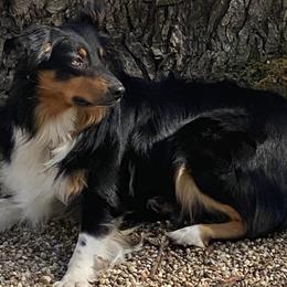 Australian Shepherds from Bewitched Aussies