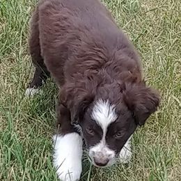 Miniature Australian Shepherds and Toy Australian Shepherds from Wild West Mini and Toy Aussies