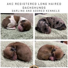 Dachshund puppies from Darling and Adored Kennels