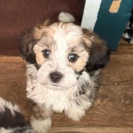 Harry - Brown male Maltipoo puppy in Santaquin, Utah from Willow & Wag Farm