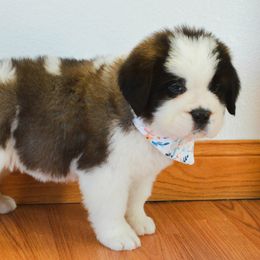 Saint Bernard Puppies from Atkinson Saint Bernards