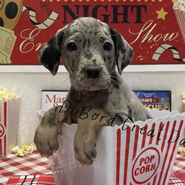 Emori - Merle Great Dane puppy in Brandon Township, Michigan from DuBord Great Danes