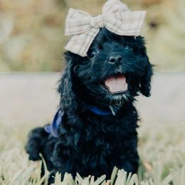 Purple Girl - Black female Cavapoo puppy in Mckinney, Texas from Doodles of North Tx