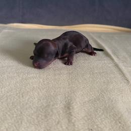 Boy 2 - Black and tan male Shorkie puppy in Florida from Shih tzus and Shorkies Galore