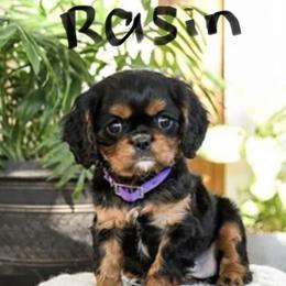 Raisin - Black and tan female Cavalier King Charles Spaniel puppy in Chattanooga, Tennessee from Oodles of Cuties!