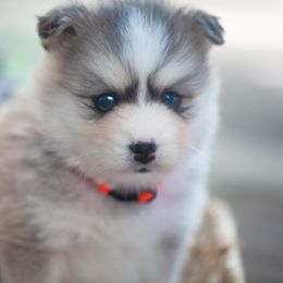 Pomsky Puppies from My Perfect Pomsky Pet