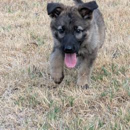 Odom's September Blue - Sable male German Shepherd puppy in Springtown, Texas from Odom's German Shepherds