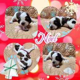 Noel - Liver white and tan female English Springer Spaniel puppy in Westover, Maryland from Sterling's springer Haven