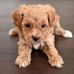 Courage - Red  male Goldendoodle puppy in Newnan, Georgia from Wagging Tailz Pups