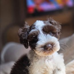 Titan 2lbs - Parti male Miniature Schnauzer puppy in Bloomington, California from Michael's Minis