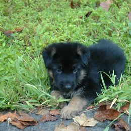 German Shepherd Puppies from Trick Dog & Farm Dog Certified & Urban Canine Good Citizen