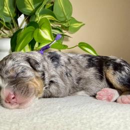 Girl 3 - female Bernedoodle puppy in Highland, Utah from Angel Pups Deluxe