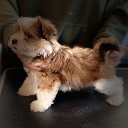 Havanese Puppies from Peace Love Havanese