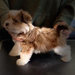 Havanese Puppies from Peace Love Havanese