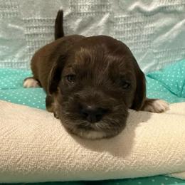 Rue - Merle female Cockapoo puppy in Williamston, South Carolina from Sassy Bob’s Dogs