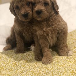 Goldendoodle Puppies from Travis Street Doodles & Poodles