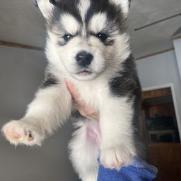 Siberian Husky Puppies from Douglas Mountain Farm and Kennel