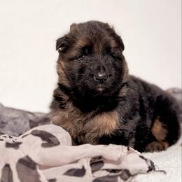 Jade - Black and red female German Shepherd puppy in Lexington, Virginia from Stahlhaus ( Previously Buffelbach Farmstead Shepherds)
