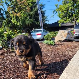 Rottweiler Puppies from Raya's Royals