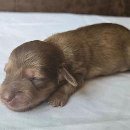 Kona - Cream female Dachshund puppy in Eldon, Missouri from Pure Joy Dachshunds